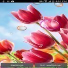 Download live wallpaper Flowers 2015 for free and New Year candles for Android phones and tablets .