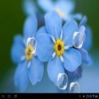 Download live wallpaper Forget-me-not for free and Nature HD by Live Wallpapers Ltd. for Android phones and tablets .