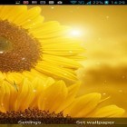 Download live wallpaper Golden sunflower for free and Car and model for Android phones and tablets .