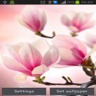 Download live wallpaper Magnolia for free and Autumn little owl for Android phones and tablets .