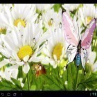 Download live wallpaper My flower for free and Angels for Android phones and tablets .