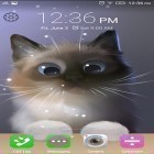 Download live wallpaper Peper the kitten for free and Cute profile for Android phones and tablets .