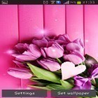 Download live wallpaper Pink tulips for free and New Year candles for Android phones and tablets .