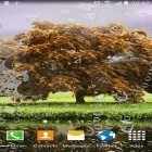 Download live wallpaper Spring landscapes for free and Dolphins sounds for Android phones and tablets .
