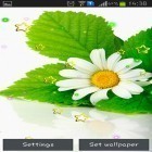 Download live wallpaper Summer camomile for free and Fireflies by Jango LWP Studio for Android phones and tablets .